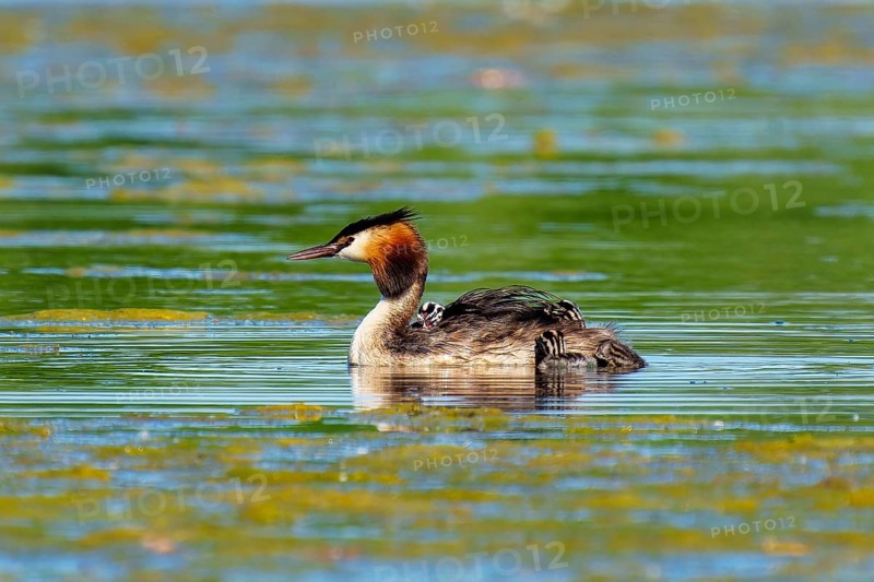A solitary great crested grebe swimming in still water, Great crested grebe, (Podiceps Scalloped ribbonfish), with chicks, wildlife, Germany, Europe
