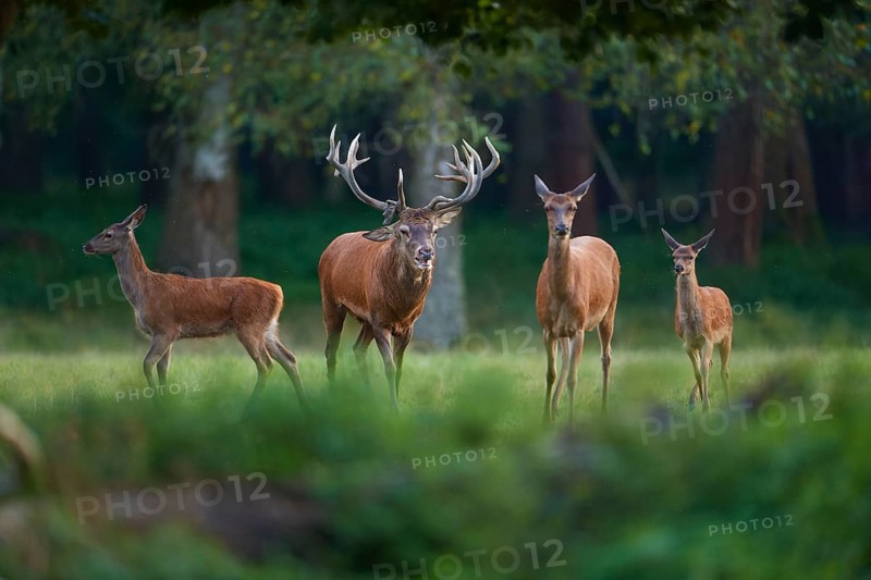 Red deer (Cervus elaphus), stag with hinds, on a green forest meadow, penetrated by soft light, Germany, Europe