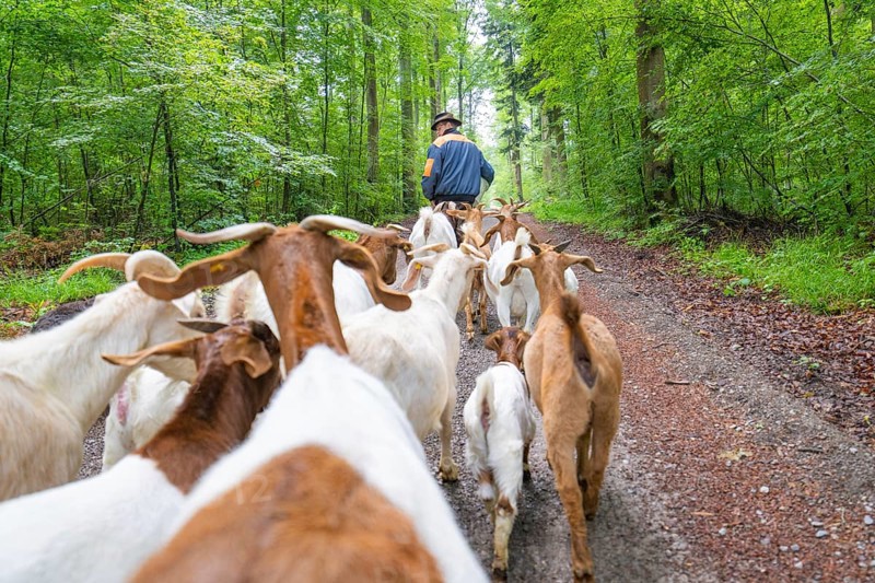 Herd of goats follows shepherds on a green forest path, forest pasture Gechingen, compensation project for the Hermann Hesse railway to create ecological habitats for endangered species, district of Calw, Germany, Europe