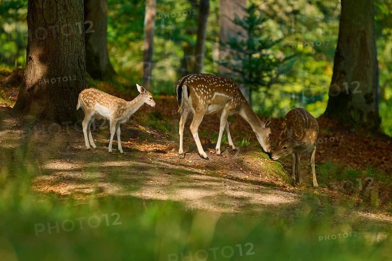 Fallow deer (Dama dama), female, three fallow deer with fawn standing together in a shady forest, Germany, Europe