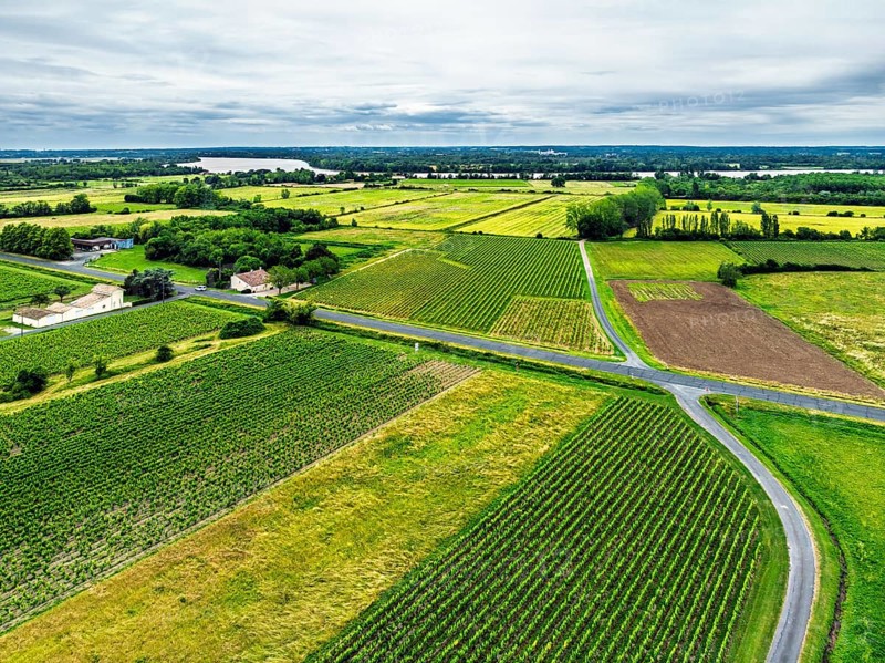 Grape fields around Castle of La Riviere, Vineyard Chateau de La Riviere from a drone, Bordeaux, France, Europe