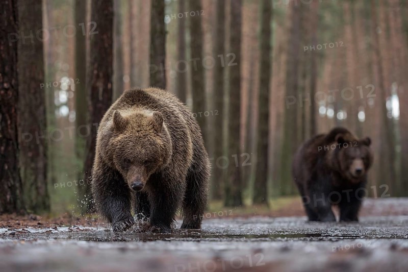 Colour variations... European brown bear (Ursus (genus) arctos), two bears running towards the camera through the shallow water of a puddle in the forest, one appears darker than the other, colour variations are normal, but can also be age-related, appealing deep perspective, native nature, Central Europe