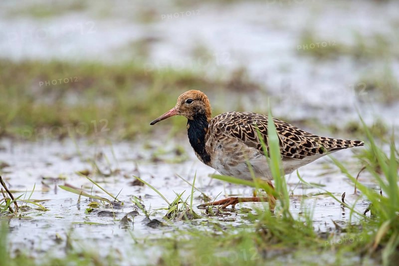 Foraging for food... Ruff (Philomachus pugnax) on migration in a moor in Lower Saxony, highly endangered limicolous species, used to breed here too, now rare after habitat loss, native birds, animals, nature, Lower Saxony, Germany, Western Europe, Europe