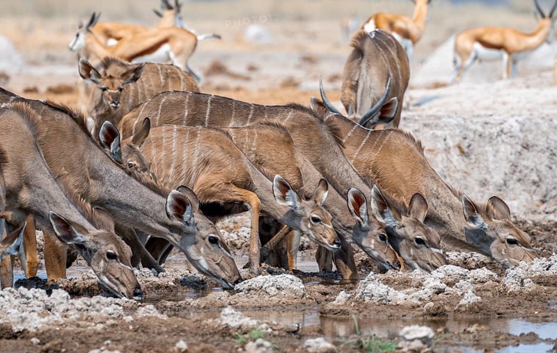 Greater kudu (Tragelaphus strepsiceros), group, drinking at waterhole, Nxai Pan National Park, Botswana, Africa