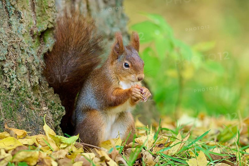 Eurasian squirrel (Sciurus vulgaris), sitting and nibbling on a nut in autumn forest, Germany, Europe