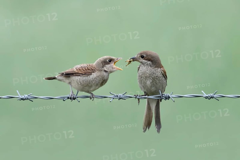 Handing over food... Red-backed shrike (Lanius collurio), female feeds hungry begging chick on a barbed wire, fledged young bird with a grasshopper, feeding, soft, green coloured background, native birds, wildlife, nature, North Rhine-Westphalia, Germany, Western Europe, Europe
