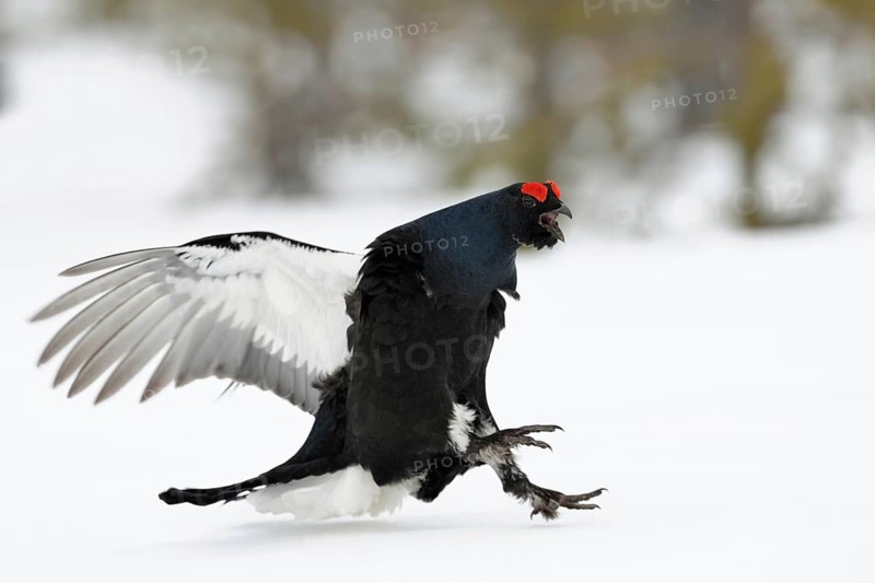 Make way... Black grouse (Lyrurus tetrix), black grouse flies in, lands excitedly in the snow on the mating arena in a raised bog in Sweden, the swollen roses are clearly visible, action-packed photo of black grouse in courtship display, Sweden, Scandinavia, Northern Europe, Europe