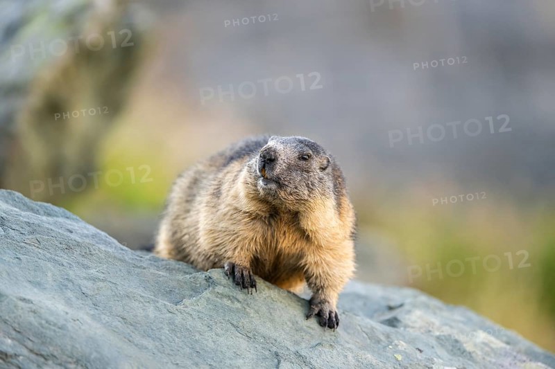 Alpine marmot (Marmota marmota) in autumn, Grossglockner, High Tauern National Park, Austria, Europe