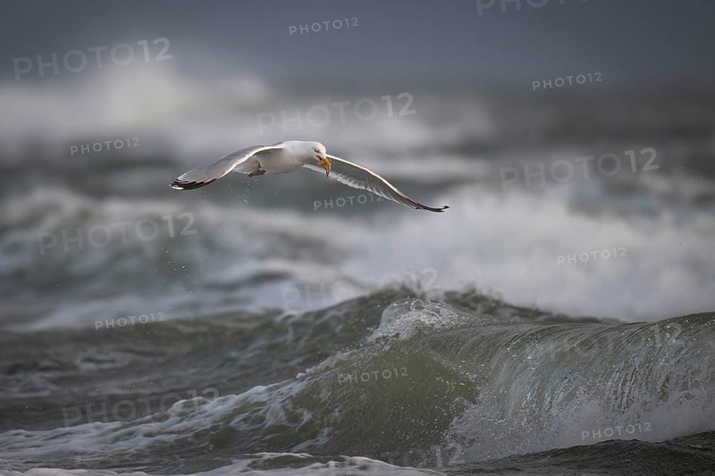 Herring gull (Larus argentatus) in the surf with a captured starfish in its beak, Hvide Sande, North Sea, Denmark, Europe