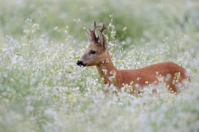 Roe Deer (Capreolus capreolus), strong buck with nice antlers, standing, hiding in a flowering springlike meadow, a sea of blossoms, Europe, North Rhine-Westphalia, Germany, Nature, wildlife, Europe