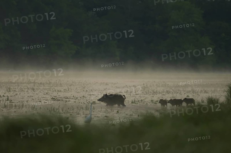 Wild boar (Sus scrofa), young animals, egrets, water, light fog, morning mood, Lower Austria
