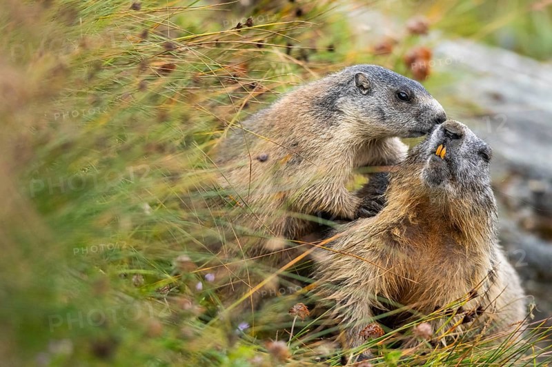 Alpine marmot (Marmota marmota) in autumn, Grossglockner, High Tauern National Park, Austria, Europe