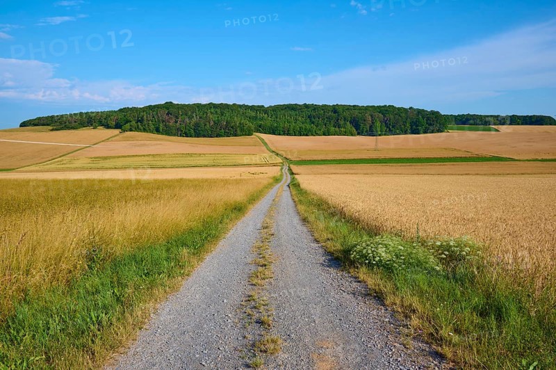 Long field path between golden yellow wheat fields, in the background a wooded hill, summer, Neubrunn, district of Würzburg, Bavaria, Germany, Europe