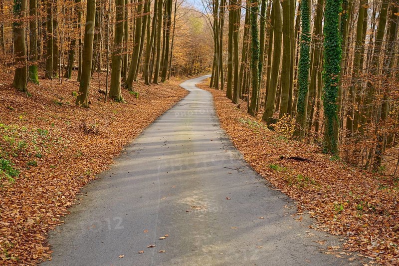Narrow path through an autumnal forest covered with leaves, Lindenfels, Bergstrasse district, Odenwald, Hesse, Germany, Europe