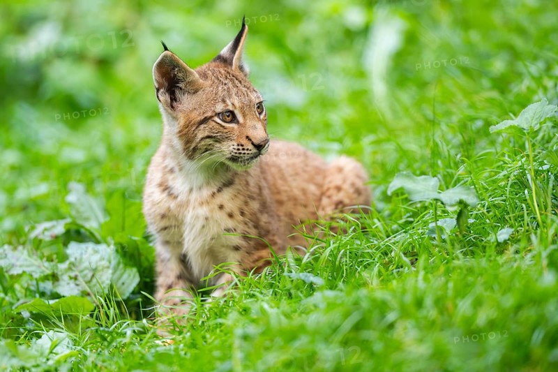 Eurasian lynx (Lynx lynx) youngster on a meadow, Bavaria, Germany, Europe