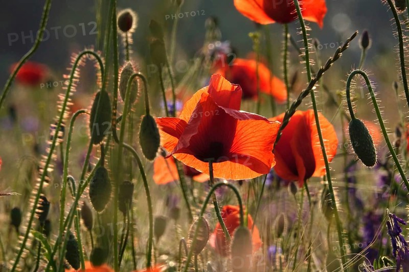 Picturesque beautiful poppies, June, Germany, Europe