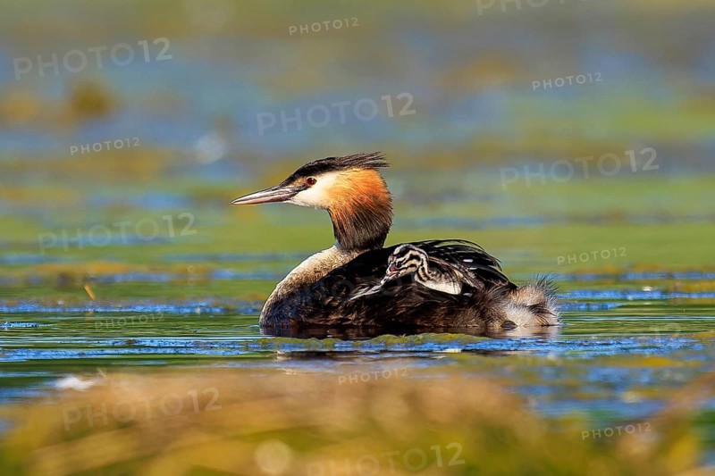 A great crested grebe swims calmly across a green lake, Great crested grebe, (Podiceps Scalloped ribbonfish), with chicks, wildlife, Germany, Europe