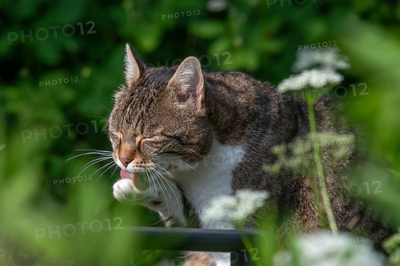 Domestic cat licking its paw, Bavaria, Germany, Europe
