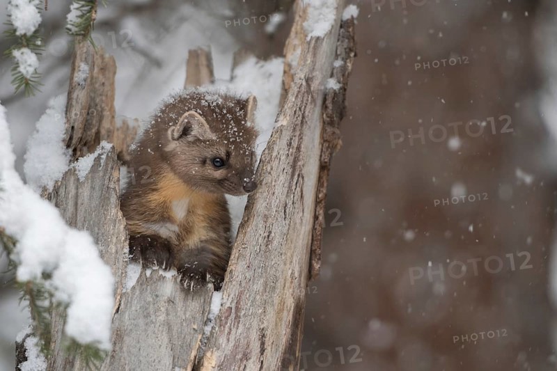Spruce marten (Martes americana) looks out of a tree stump in winter during snowfall, cute picture of a young animal, typical marten behaviour, funny animal children, humour, Yellowstone, Wyoming, North America, United States of America