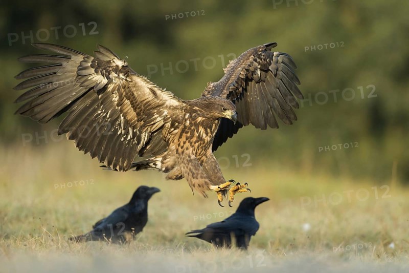 Landing... White-tailed eagle (Haliaeetus albicilla), young eagle lands early in the morning between ravens in a meadow, white-tailed eagle is our largest native eagle, wingspan up to 250 cm, native nature, Poland, Eastern Europe, Europe