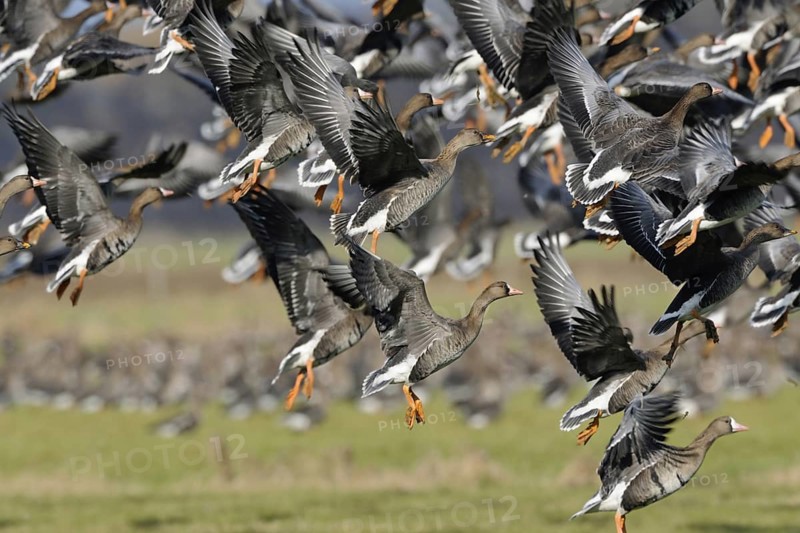 Departure... White-fronted geese (Anser albifrons), arctic wild geese, wintering in Germany, large flock of geese, flock of geese, flock of birds rises in panic, mass take-off, flies up hectically after disturbance, native nature, Bislicher Insel, Wesel district, Rhineland, Lower Rhine, North Rhine-Westphalia, Germany, Western Europe, Europe