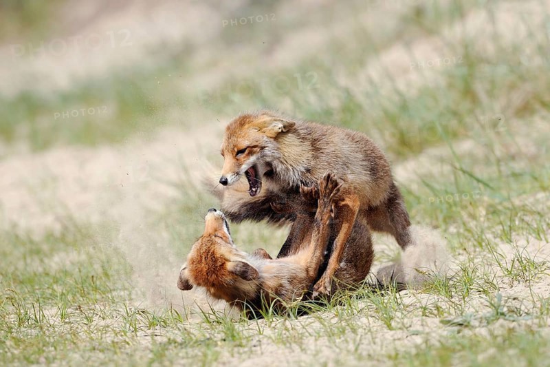 Fierce fight... Red foxes (Vulpes vulpes), fighting, biting, rival foxes, territorial behaviour, impressive picture, North Holland, Netherlands, Western Europe
