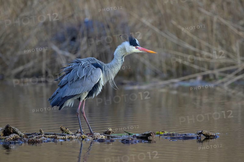 Grey heron (Ardea cinerea), standing on floating roots of the water lily, breeding heron in the reeds behind, Neckar valley, Baden-Württemberg, Germany, Europe