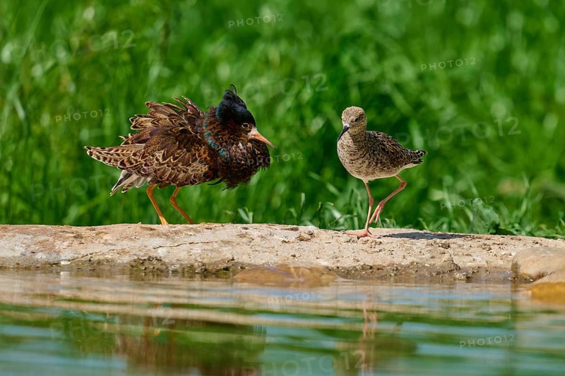 Ruff (Philomachus pugnax), male and female during the breeding season, on a rock by a body of water, one with erect plumage, France, Europe