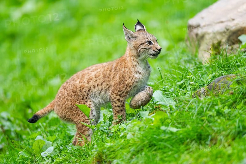 Eurasian lynx (Lynx lynx) youngster on a meadow, Bavaria, Germany, Europe