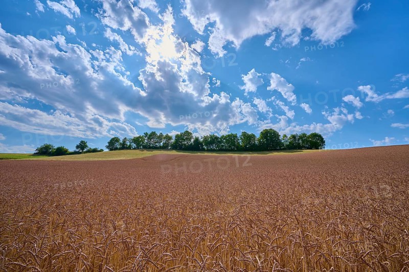 Spelt wheat field under a wide blue sky with white clouds and a row of trees on the horizon, summer, Thüngen, Main Spessart district, Bavaria, Germany, Europe