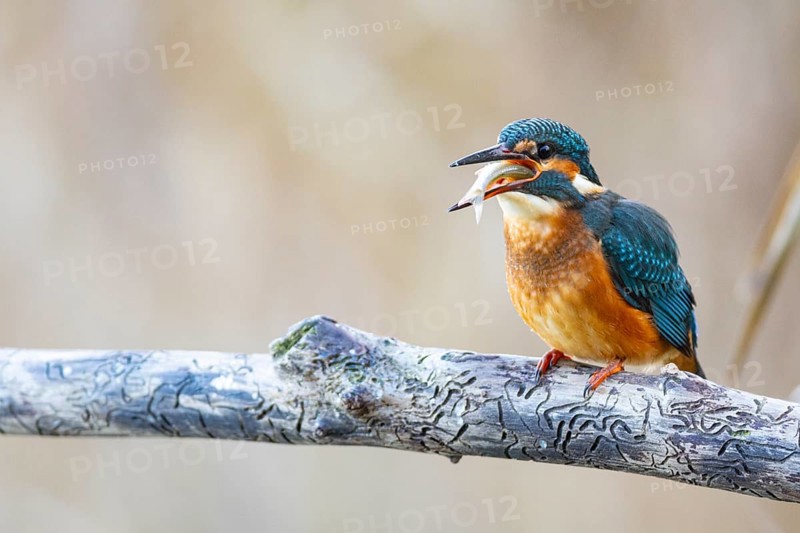 Kingfisher (Alcedo atthis) Germany