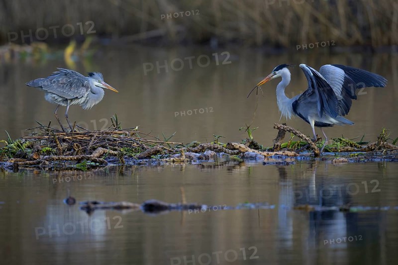 Grey heron (Ardea cinerea), breeding pair building a nest on the floating roots of the water lily, Neckar valley, Baden-Württemberg, Germany, Europe