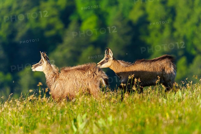 Two chamois moving across a meadow with wooded hills behind, chamois, chamois, (Rupicapra rupicaprae), wildlife, Vosges, France, Europe