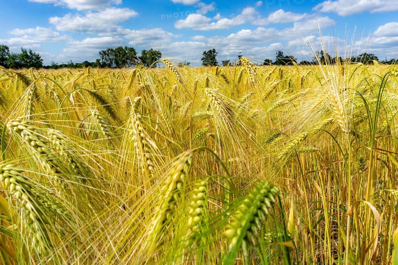 Grain field, in front of harvest, barley, near Bottrop-Kirchhellen, North Rhine-Westphalia, Germany, Europe