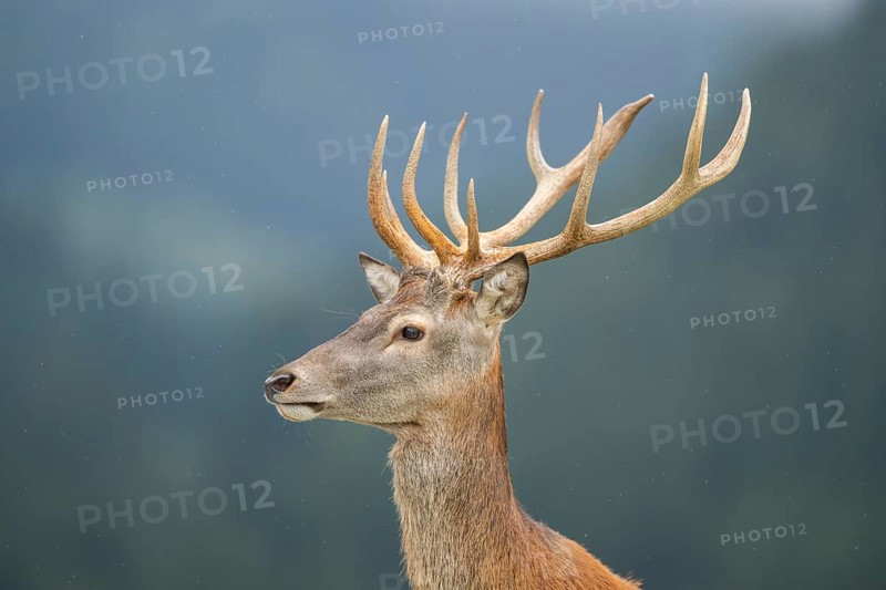 Red deer (Cervus elaphus) stag, portrait, tirol, Kitzbühel, Wildpark Aurach, Austria, Europe