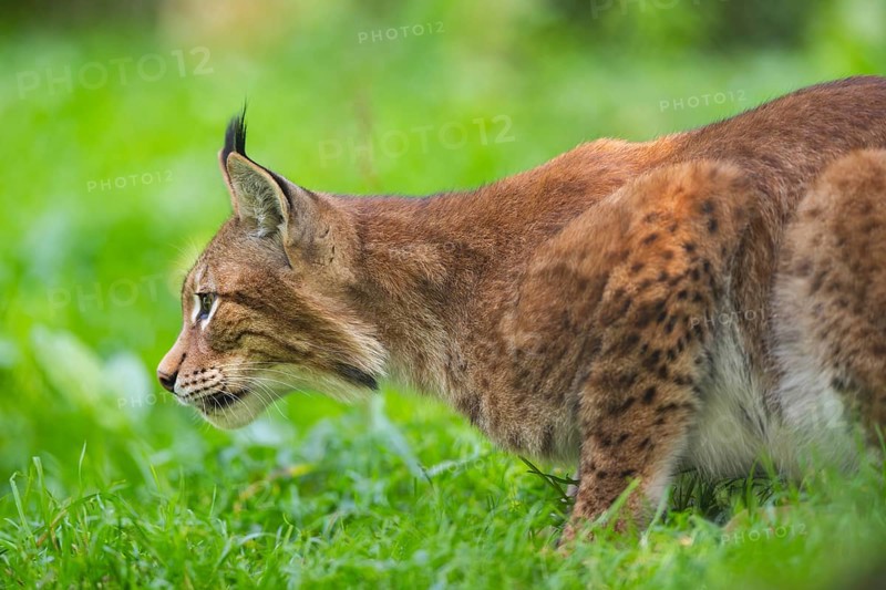 Eurasian lynx (Lynx lynx) on a meadow, Austria, Europe