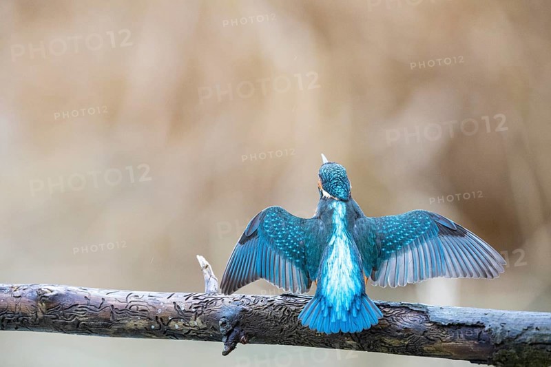 Kingfisher (Alcedo atthis) Germany