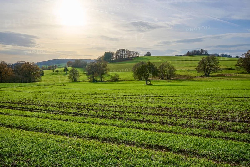 Green fields and hills in a sunny landscape with scattered trees, Winterkasten, Lindenfels, Bergstrasse district, Odenwald, Hesse, Germany, Europe