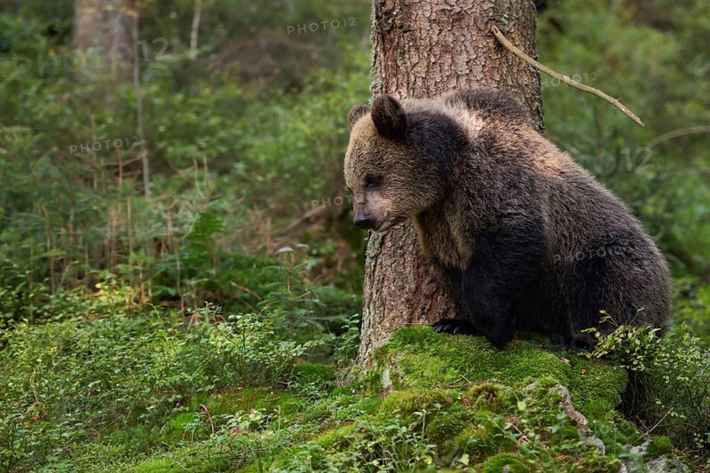 European brown bear (Ursus arctos), very young bear standing on a green mossy rock in the forest, funny animal cubs, native wildlife, nature