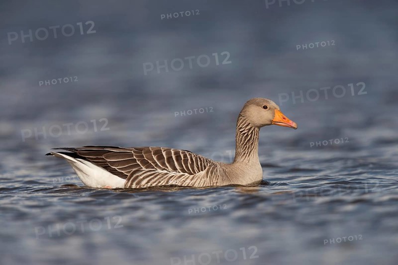 Cosily on the move... Greylag goose (Anser anser) swimming on a lake, largest, almost everywhere widespread, quite common, wild goose, at some waters problem bird, when surrounding areas are overcrowded by larger flocks, North Rhine-Westphalia, Germany, Europe