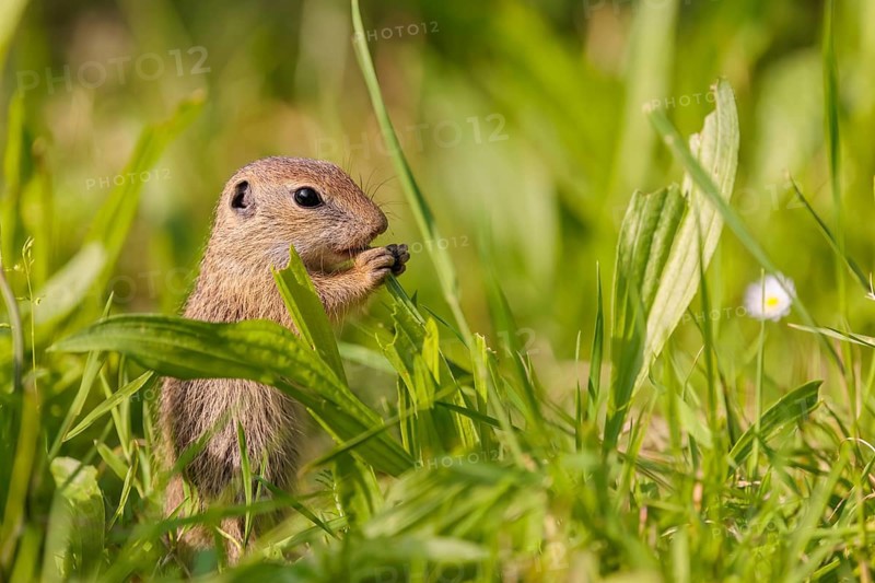 A young European ground squirrel (Spermophilus citellus) or European souslik stands in a meadow with tall green vegetation on a sunny day and eats from it