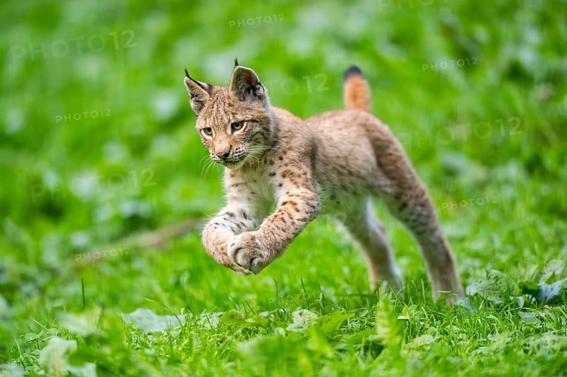 Eurasian lynx (Lynx lynx) youngster jumping in the air, running on a meadow, Bavaria, Germany, Europe