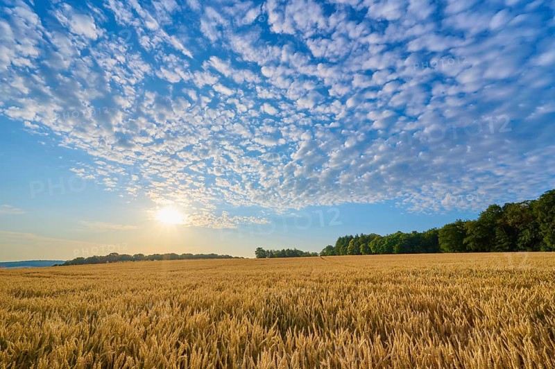 A grain field under a generously cloudy sky with low sun, summer, Höhefeld, Wertheim, Baden-Württemberg, Germany, Europe