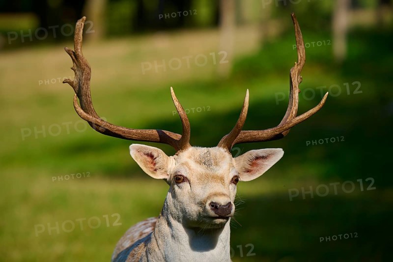 Albino fallow deer (Dama dama), white stag with impressive antlers in sunlight, seen on a green meadow, Germany, Europe