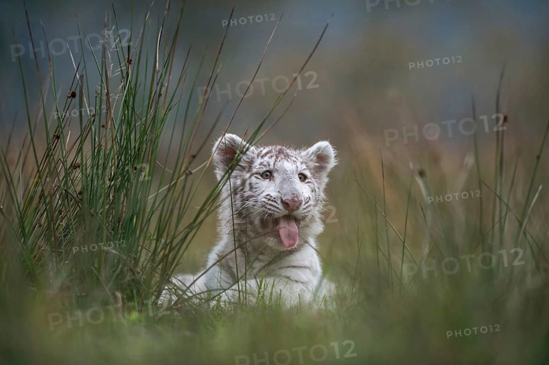 In the tall grass... Royal Bengal tiger (Panthera tigris), young animal looking around, panting with its tongue, animal cubs, cute look, funny picture