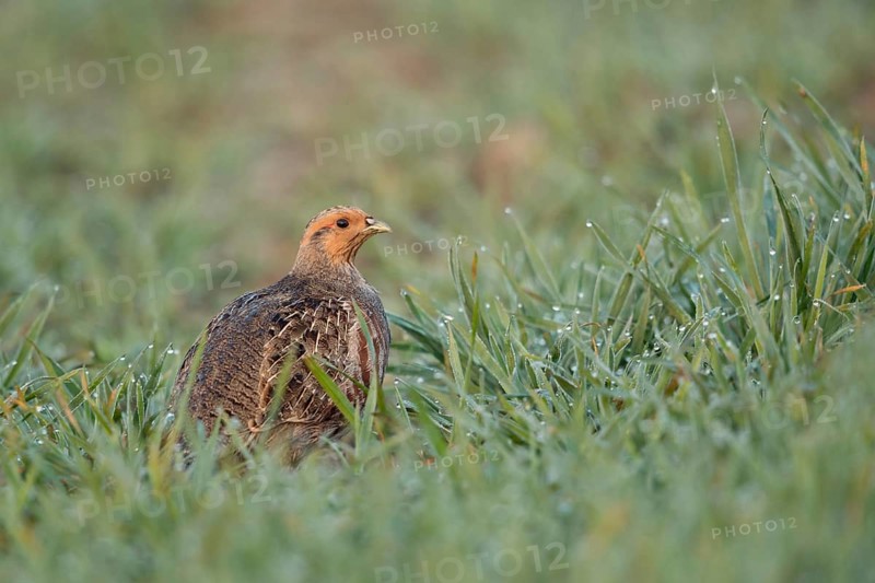 A rare observation... Grey partridge (Perdix perdix) sitting in a dewy field early in the morning, partridges are considered one of the most endangered species due to intensive agriculture and habitat destruction, Lower Rhine, North Rhine-Westphalia, Germany, Western Europe, Europe