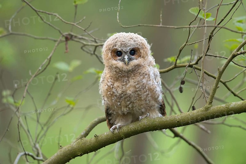 Looks expectantly... tawny owl (Strix aluco), young bird, branchling, young owl, young owl, young owlet, not yet fledged, has left the nest, but is not helpless, animal children, bird children, native birds, animals, nature, wildlife, Lower Rhine, North Rhine-Westphalia, Germany, Western Europe, Europe