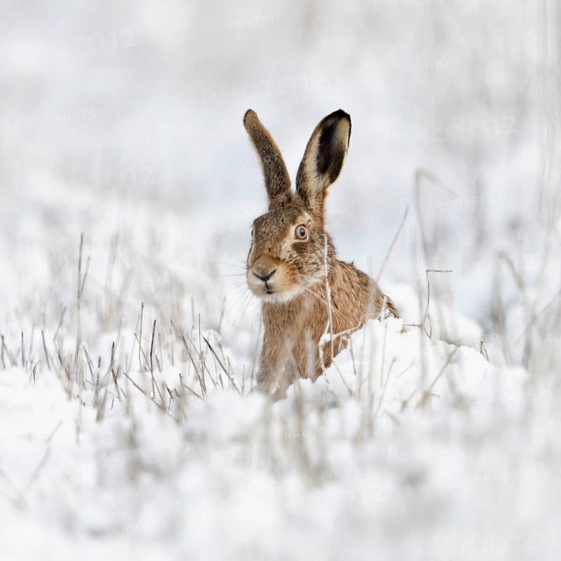 Hidden behind stalks... Brown hare (Lepus europaeus), hare sits in winter in a meadow in the snow, looks curiously curious, cautious, brown hares are expressive animals, funny picture, native nature in the Lower Rhine, Rhineland, North Rhine-Westphalia, Germany, Western Europe, Europe