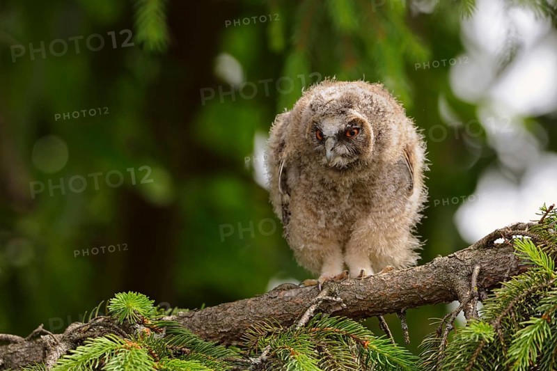 Little goblin... Long-eared owl (Asio otus), young, almost fledged owl, branchling in a tree, coniferous tree, looks down disgruntled, annoyed, funny look, expressive posture, Lower Rhine, North Rhine-Westphalia, Germany, Western Europe, Europe