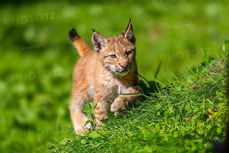 Eurasian lynx (Lynx lynx) youngster on a meadow, Bavaria, Germany, Europe